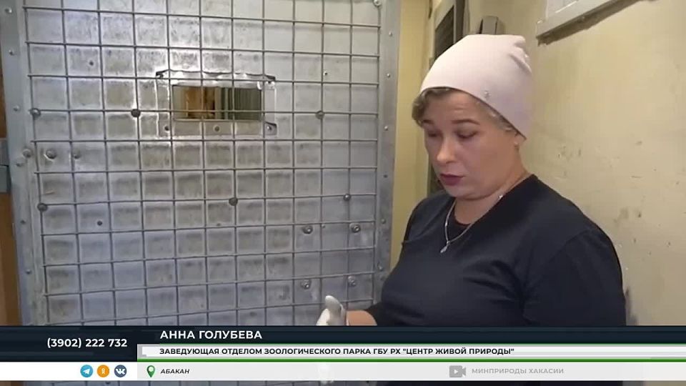 АБАКАНСКИЙ ЗООПАРК ОПУБЛИКОВАЛ КАДРЫ С МАЛЫШКОЙ-ПАНТЕРОЙ