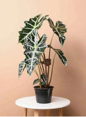 Алоказия: 5 замечательных сортов для вашего интерьера