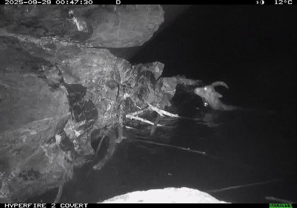 ВЫРВАТЬСЯ ИЗ КОГТЕЙ БАРСА: ФОТОЛОВУШКА СНЯЛА УНИКАЛЬНЫЕ КАДРЫ В САЯНО-ШУШЕНСКОМ ЗАПОВЕДНИКЕ