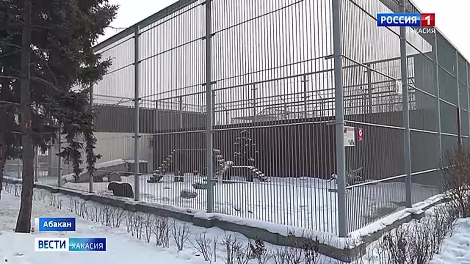 Пополнение в Абаканском зоопарке
