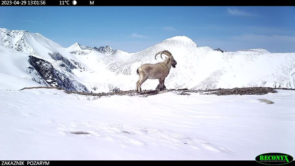 Заснеженные вершины, залитые лучами солнца, чистейшее небо и местный обитатель, задумчиво глядящий на бесконечные просторы заповедной территории