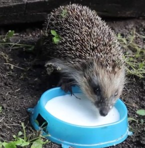 Как ежи спасают наши огороды от вредителей