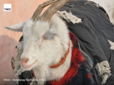 #архив_ТАСС_Сибирь. Козе из села Восточного не страшен мороз