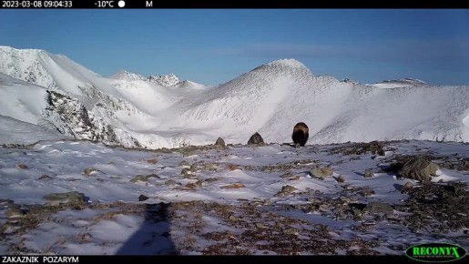 Таинственный обитатель заповедных лесов: бесстрашная росомаха засветилась на фотоловушках заповедника «Хакасский»