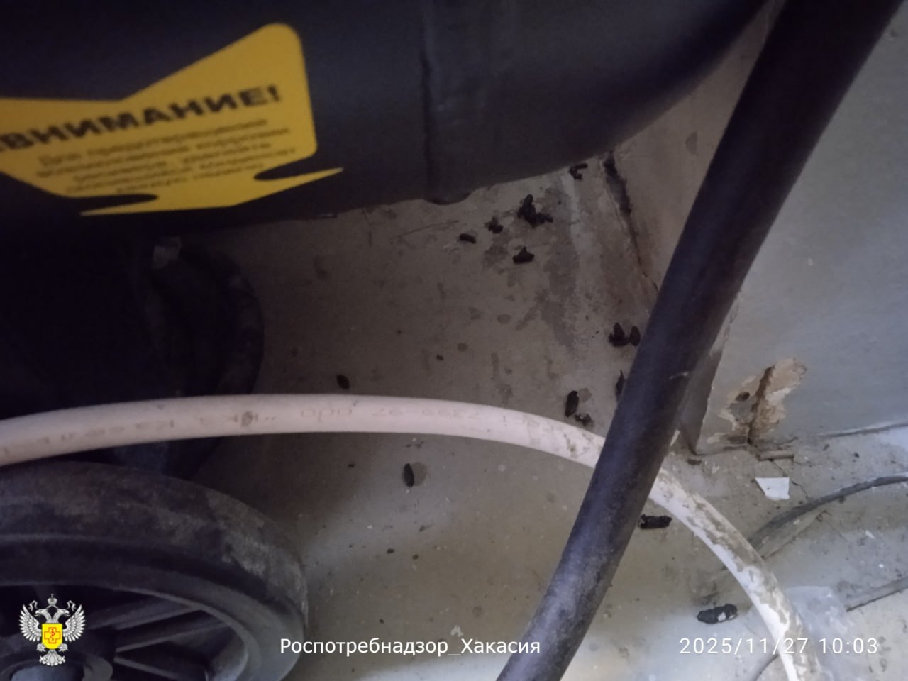 Повсюду крысы и их экскременты: на 3 месяца суд прикрыл пекарню на улице Аскизская в Абакане за грубые нарушения и антисанитарию