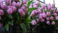 Заявления от продавцов тюльпанов начали принимать в мэрии Абакана