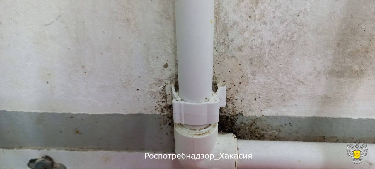 Повсюду крысы и их экскременты: на 3 месяца суд прикрыл пекарню на улице Аскизская в Абакане за грубые нарушения и антисанитарию Повсюду крысы и их экскременты: на 3 месяца суд прикрыл пекарню на улице Аскизская в Абакане за грубые нарушения и антисанитарию