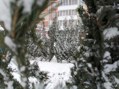 Близится к завершению приём заявлений на размещение ёлочных базаров