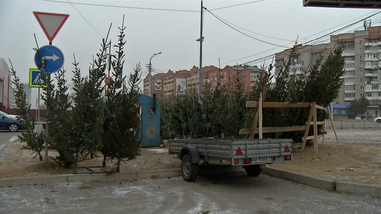 В СТОЛИЦЕ ХАКАСИИ НАЧИНАЮТ РАБОТАТЬ ЁЛОЧНЫЕ БАЗАРЫ