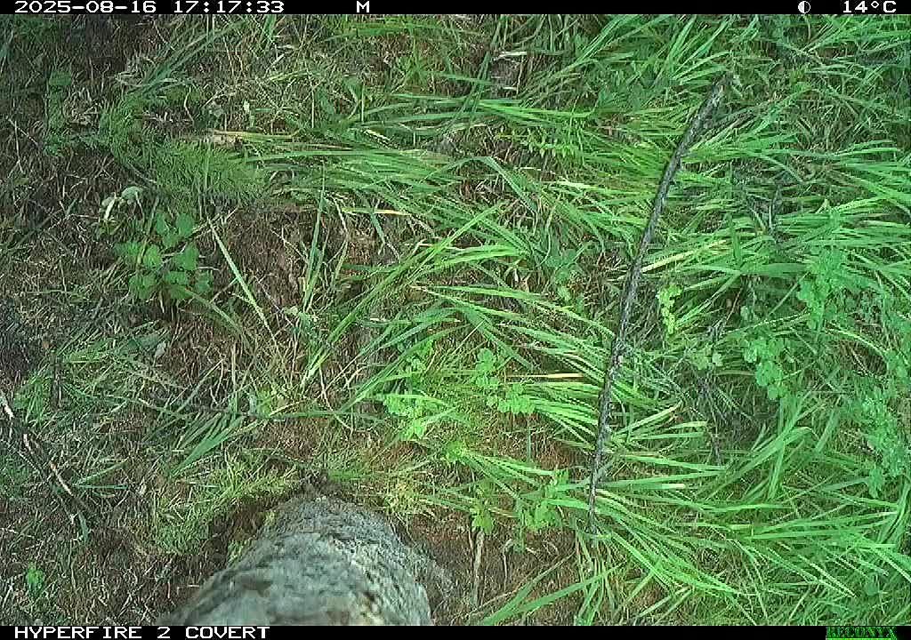 «Меня покажи! Меняяя покажииии!»: косолапый решил подработать помощником оператора и сам засветился на фотоловушках Саяно-Шушенского заповедника