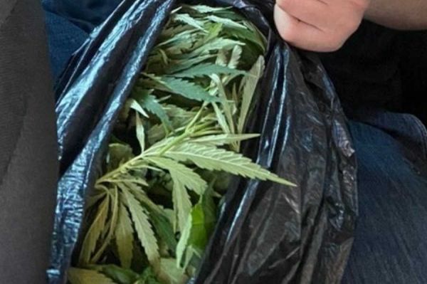 Житель Черногорска будет осуждён за хранение марихуаны