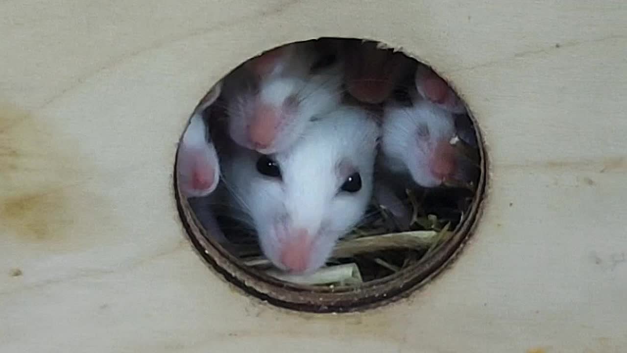 Всем тем, кто также неохотно выбирается из своей тёплой «норки» в это субботнее утро, посвящается…