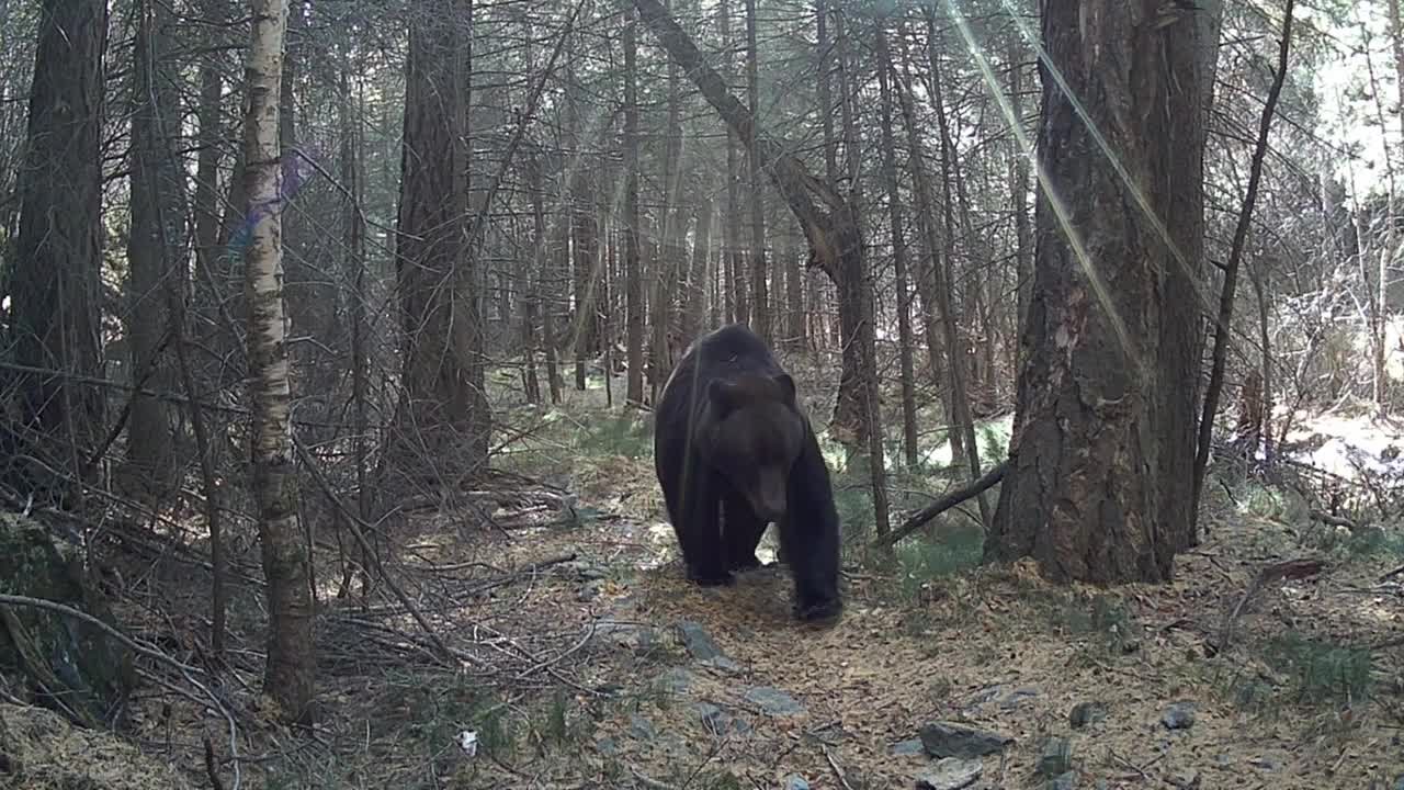 День медведя сегодня отмечают многие регионы нашей страны