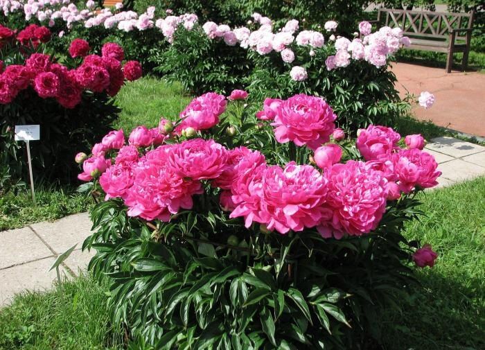 Уход за пионами после цветения