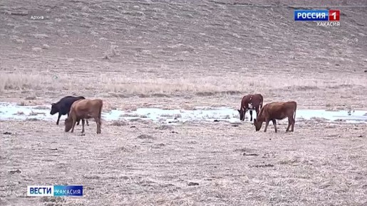 Как решить проблему с отсутствием организованного выпаса домашнего скота?