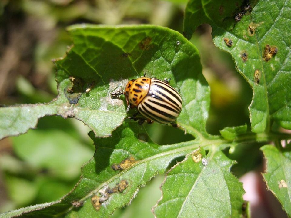 ����������� ������ ������ � ����������� �����: ������� �������� ������