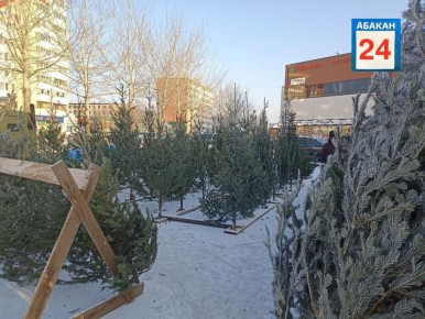 Ёлочные базары проверят в Хакасии