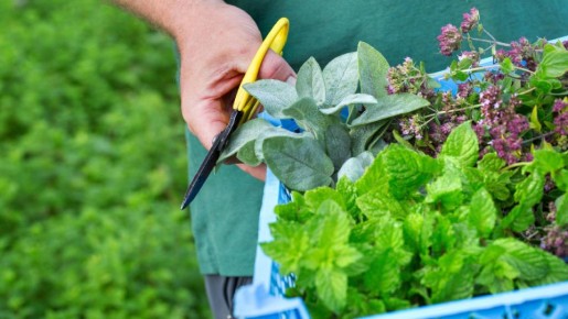 Заменят укроп и петрушку: приготовьте весенний салат из сорных трав с огорода