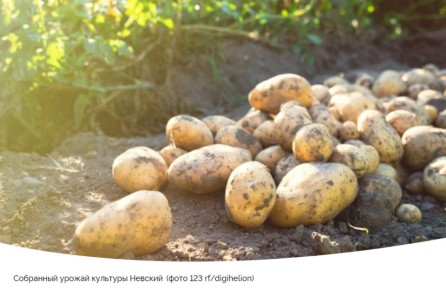 Сорт картофеля Невский: идеальный выбор для дачника