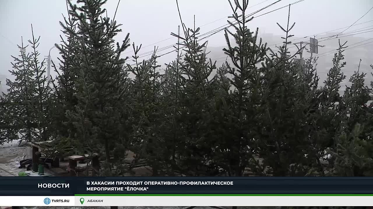 В ХАКАСИИ ПРОВЕРЯЮТ ЁЛОЧНЫЕ БАЗАРЫ