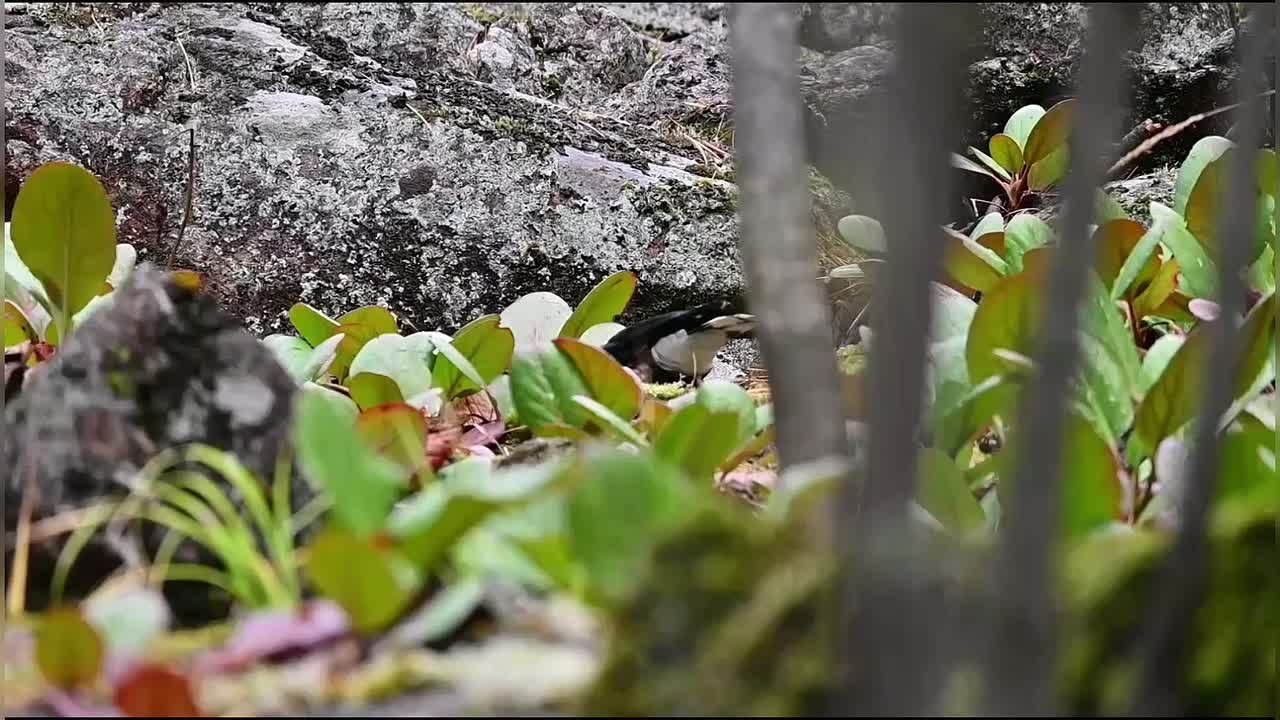 Тайник с кедровыми орехами отрыли в сугробе лесопожарные краевого центра в Енисейском округе