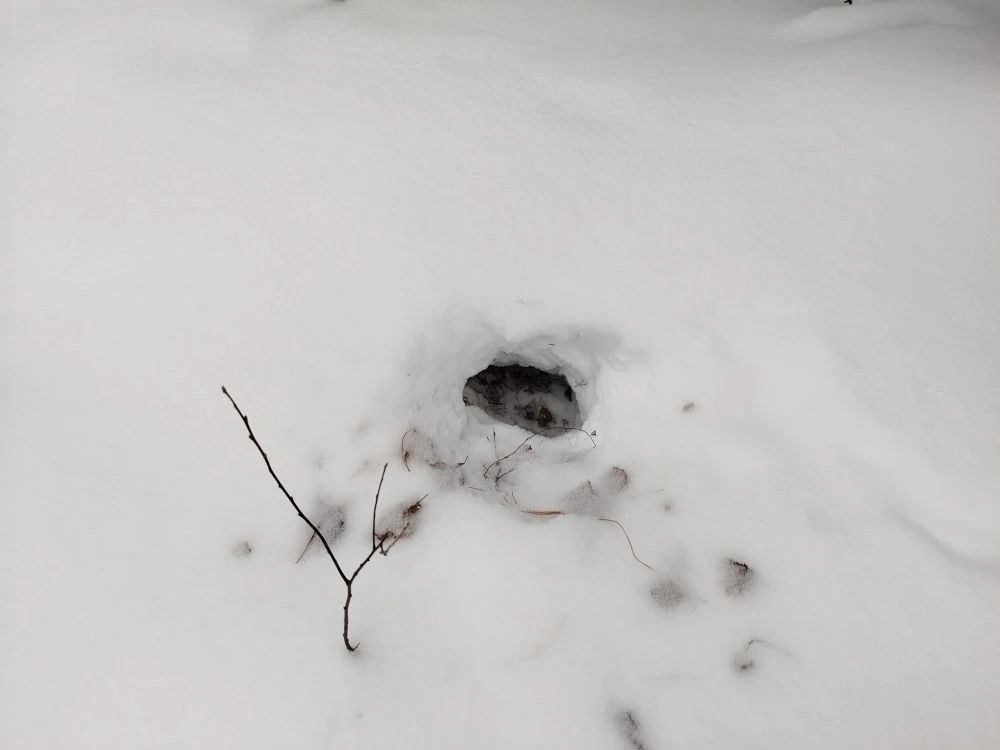 Тайник с кедровыми орехами отрыли в сугробе лесопожарные краевого центра в Енисейском округе Тайник с кедровыми орехами отрыли в сугробе лесопожарные краевого центра в Енисейском округе