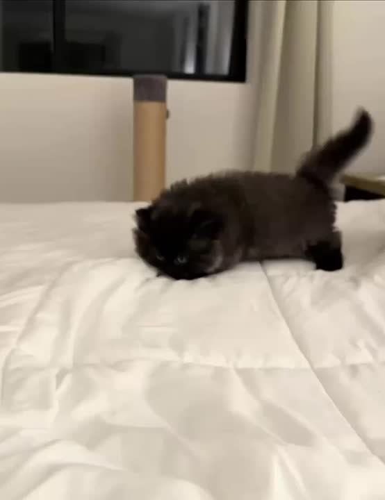 ������ ����, �������!