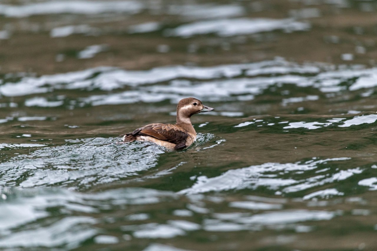 Арктическая гостья: пролётную птицу морянку впервые встретили ученые на территории Саяно-Шушенского заповедника