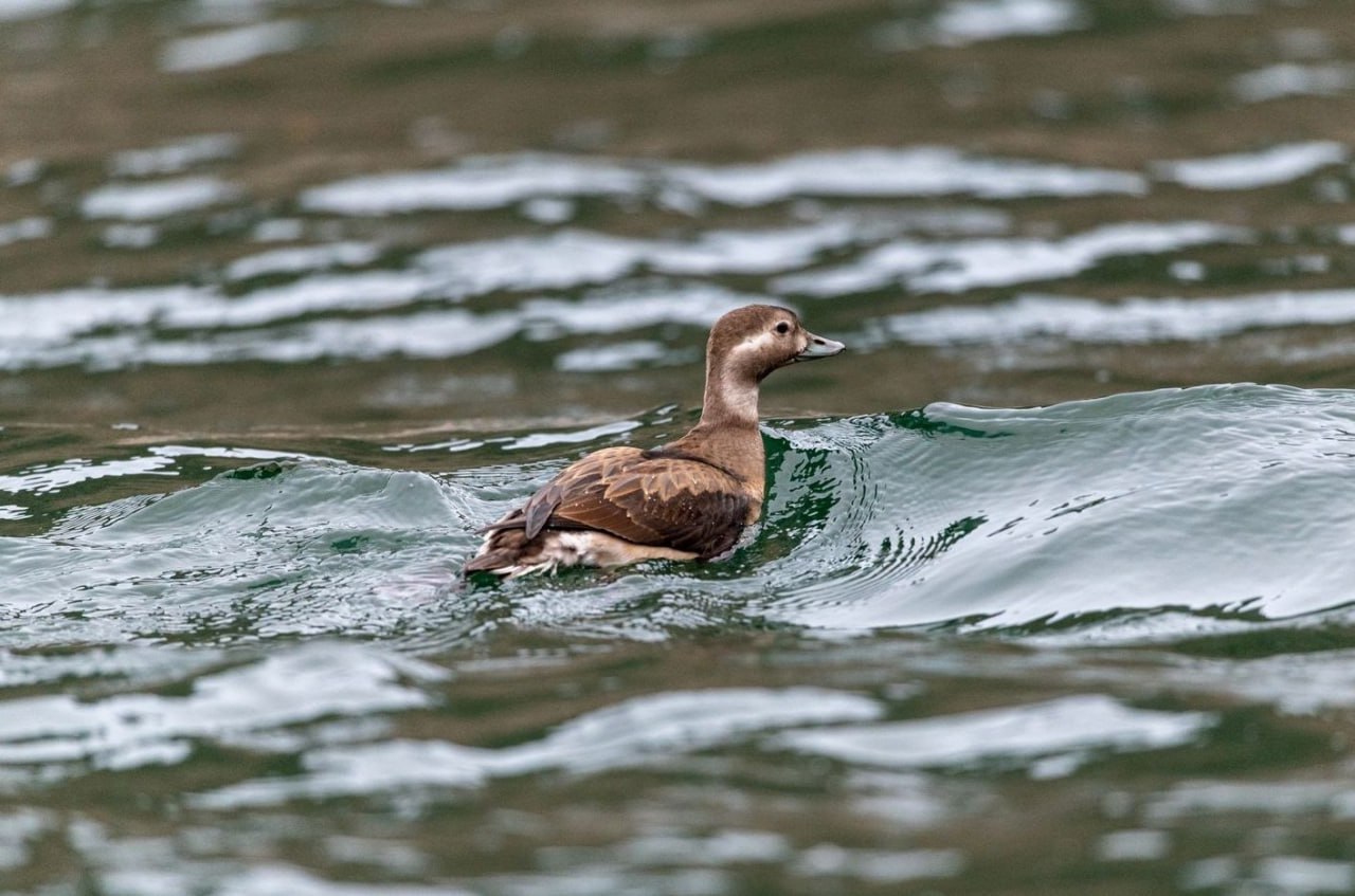 Арктическая гостья: пролётную птицу морянку впервые встретили ученые на территории Саяно-Шушенского заповедника Арктическая гостья: пролётную птицу морянку впервые встретили ученые на территории Саяно-Шушенского заповедника