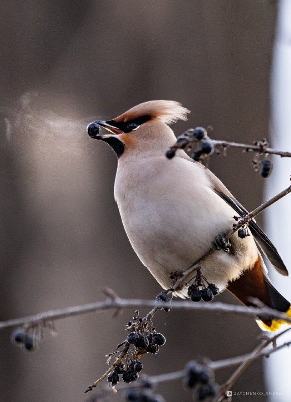 ������ ������� ���������� ������ �� -49 ��������