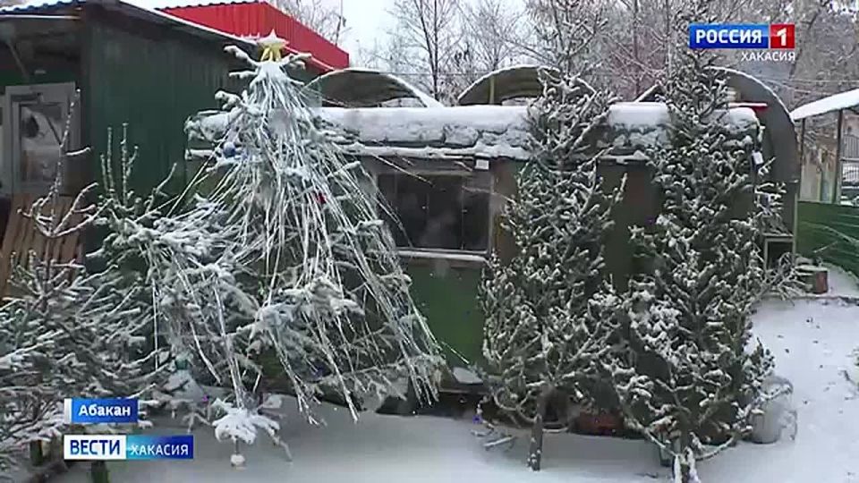 В Абакане открылись ёлочные базары