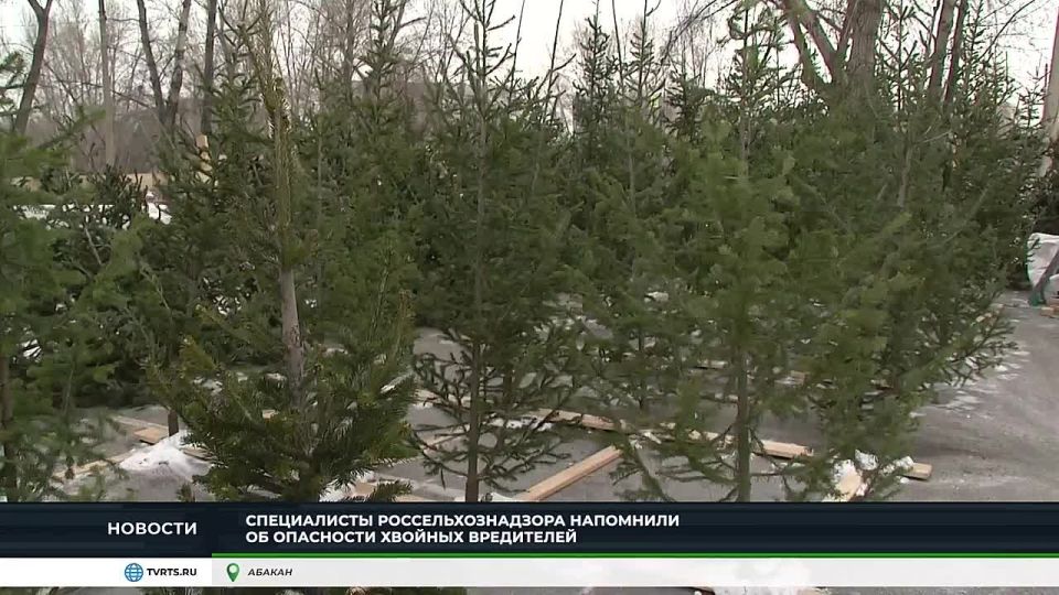 РОССЕЛЬХОЗНАДЗОР ХАКАСИИ: НА ЧТО ОБРАЩАТЬ ВНИМАНИЕ ПРИ ПОКУПКЕ ЁЛКИ