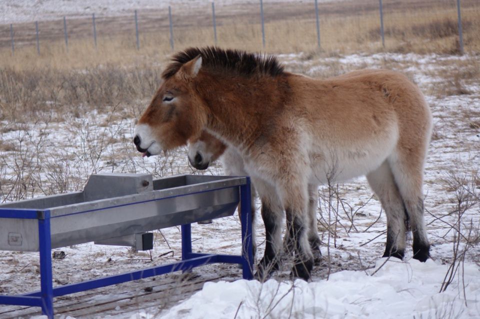 Лошади Пржевальского, живущие в Хакасии, стали звёздами научно-популярного фильма