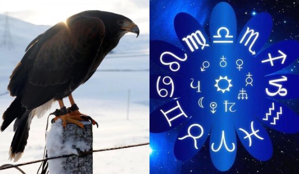 Какую птицу выбрать по знаку Зодиака в 2025 году: удивительные соответствия