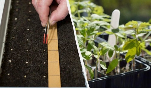 �������� ��������� �����: ������� �� ������� ���������