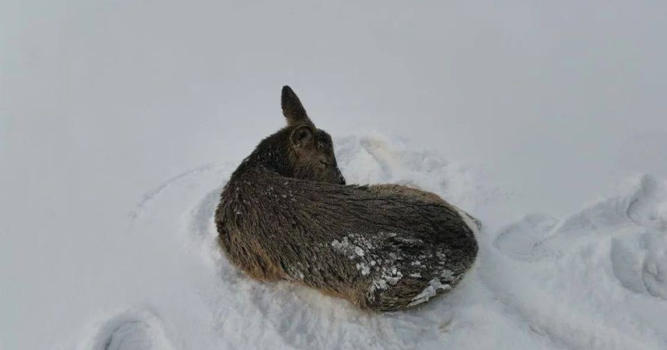 ������, ����������� �� ������������ �������������, ��������� ���������