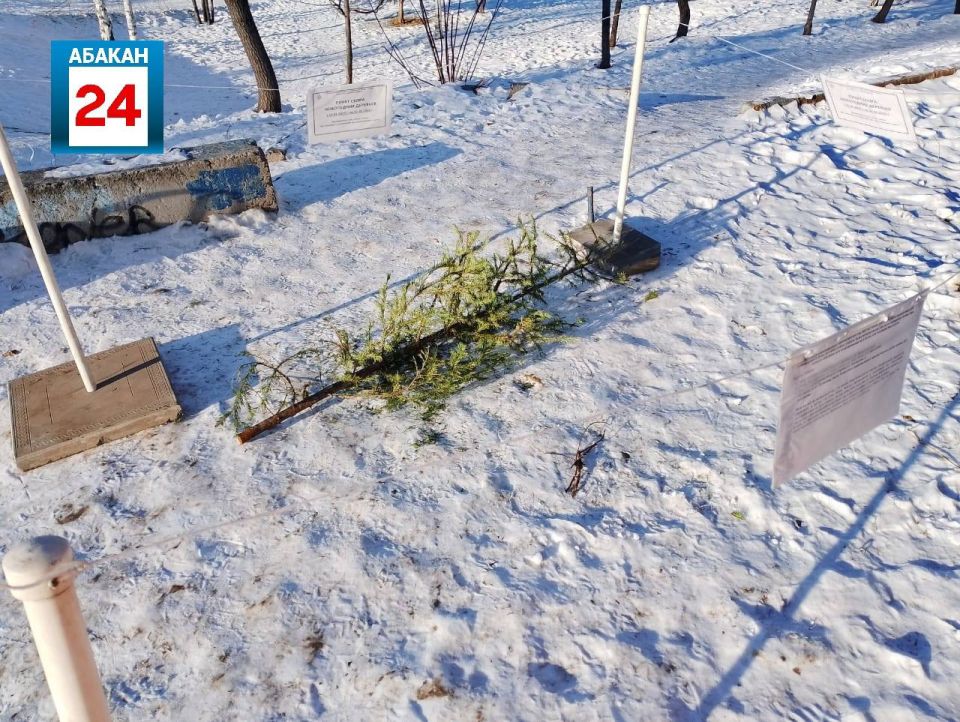 Ёлочный круговорот: с 15 по 29 января абаканцы смогут продлить жизнь новогодних елей, подаривших атмосферу праздника