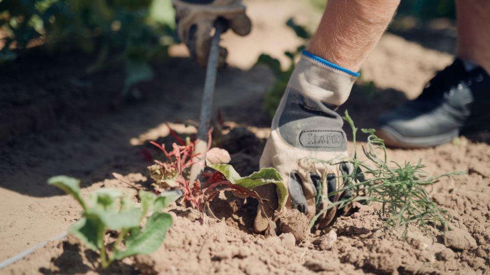 ��� ��������� ������ ��������: ������� ��������� ��� ������� �������