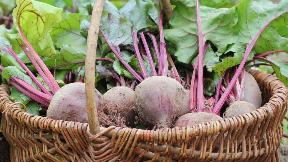 ��� ��������� ������ �� �����: ������� �� ������� ��������