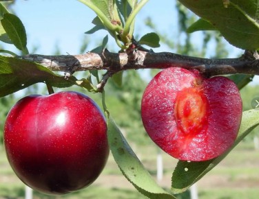 ������ �������� �������� ����������� ������� �����������: ������� ������ � ������������