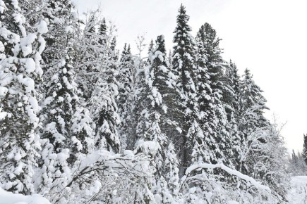 Шапка зимы. Прогноз погоды
