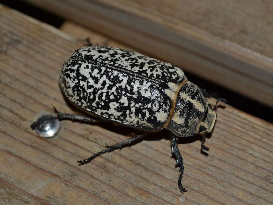 ��� �������� ���� ������� �� ������: ������� � ����������� ������