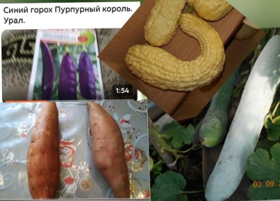 ��� ������������ �������� ������ ����� �����������