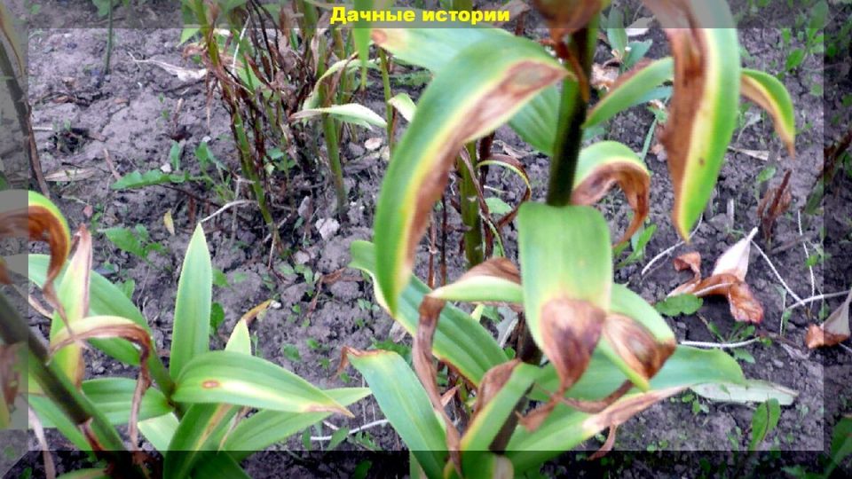 ��������� ������� �����: ��� ��������� ������ ����� ������