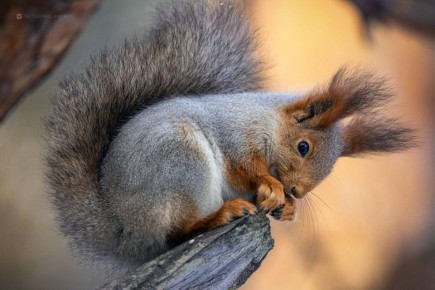 �������� ������������� � ����, ������, � ����� ��� ����������