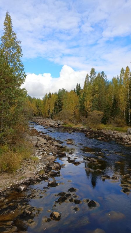 Возвращение в родные края: ностальгия, грибы и воспоминания