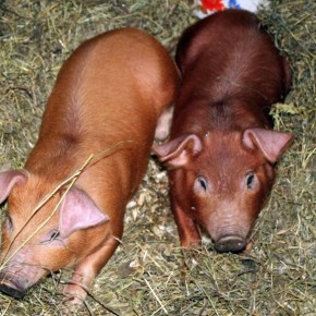 ����� ���������� ��������� ��� �������