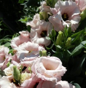 �������: �� ������ �� �������� � ������ ����������� �� �����������