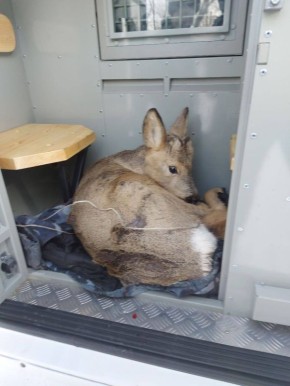 ����������� ������������� ���� ������� ������� ������