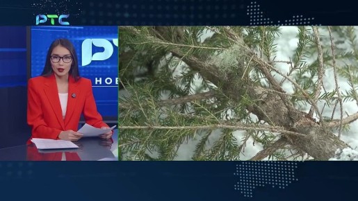 В АБАКАНЕ ОТКРОЮТСЯ ПУНКТЫ ПРИЁМА НОВОГОДНИХ ЁЛОК ДЛЯ ПЕРЕРАБОТКИ